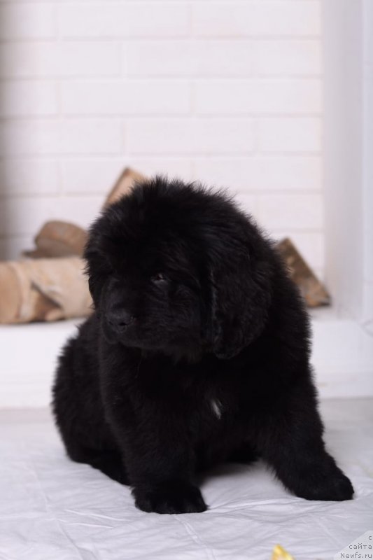 Фото: ньюфаундленд Vyatskiy Medved' SHerif Jodi (Вятский Медведь Шериф Жоди)