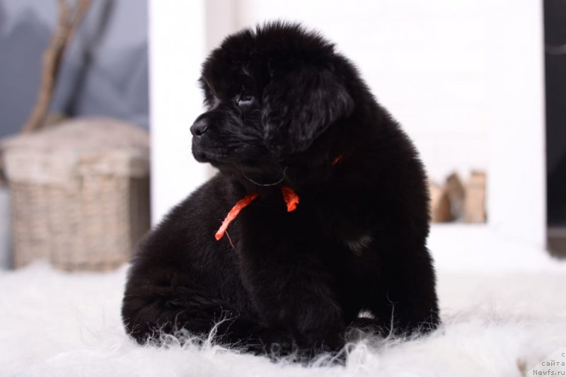 Фото: ньюфаундленд Vyatskiy Medved' SHerri Ledi (Вятский Медведь Шерри Леди)