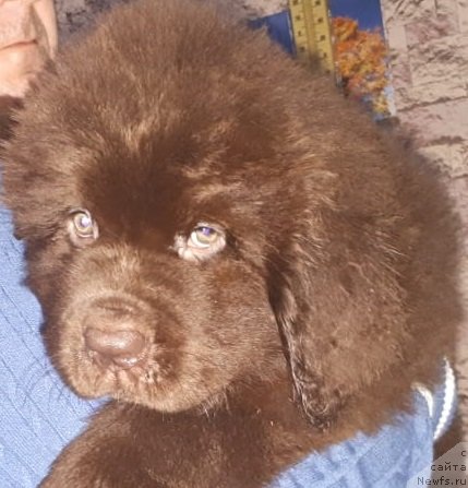 Фото: ньюфаундленд Sober-Oash Brayton Smart (Собер-Оаш Брайтон Смарт)