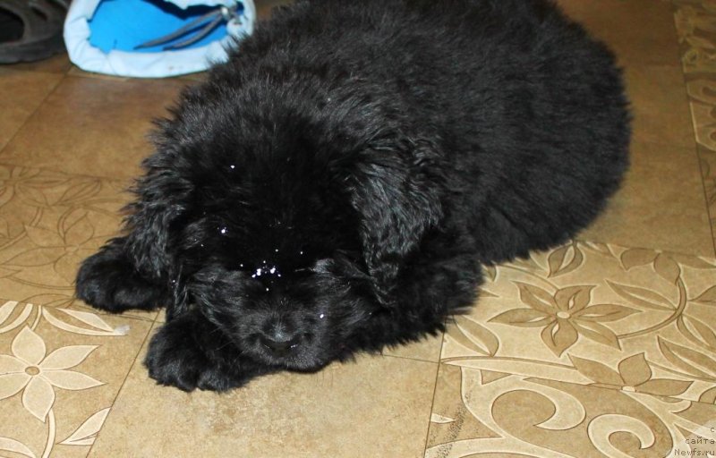 Фото: ньюфаундленд Zevs ot Karel'skih Medvedey (Зевс от Карельских Медведей)