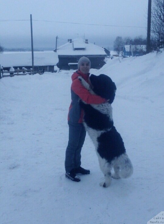 Фото: ньюфаундленд Elisey ot Karel'skiy Medvedey (Елисей от Карельский Медведей)