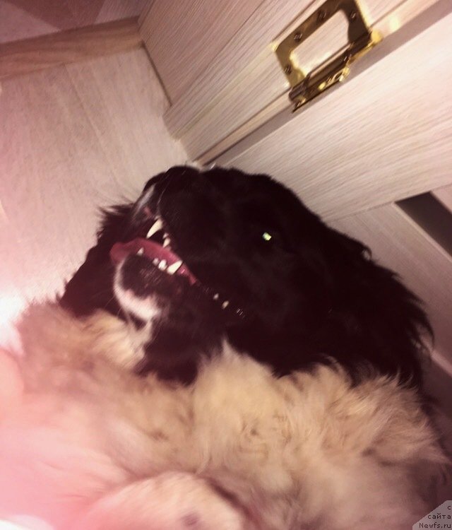 Фото: ньюфаундленд Elisey ot Karel'skiy Medvedey (Елисей от Карельский Медведей)