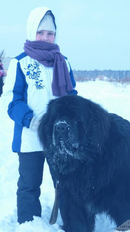 Фото: ньюфаундленд You Are Bright Charm iz Medvejyego Yara