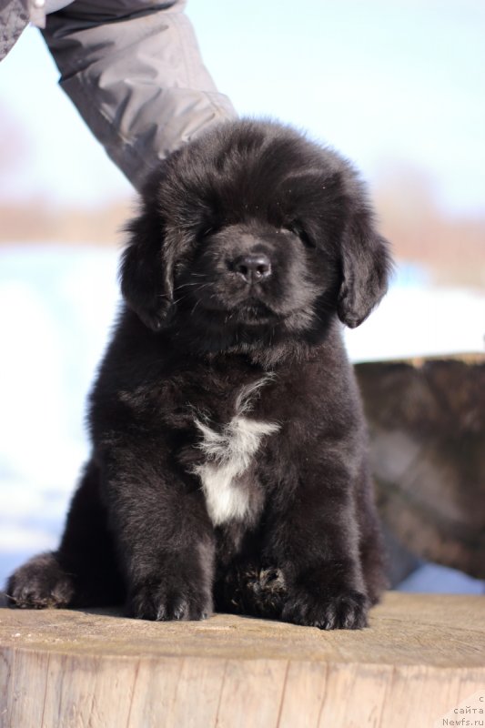 Фото: ньюфаундленд Super Bizon Malina (Супер Бизон Малина)