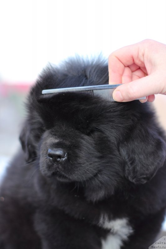 Фото: ньюфаундленд Super Bizon Malina (Супер Бизон Малина)