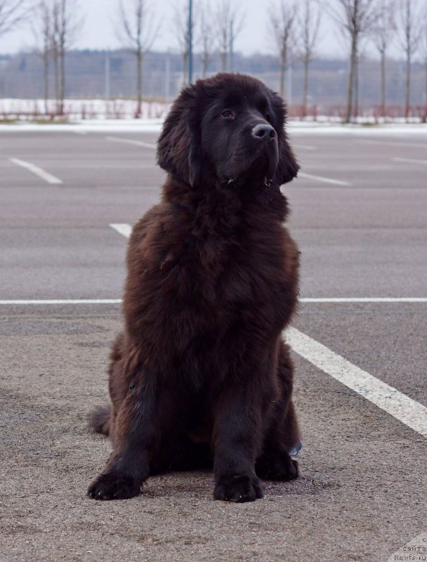 Фотография № 241976