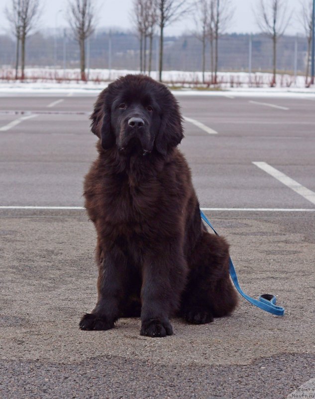 Фотография № 241977