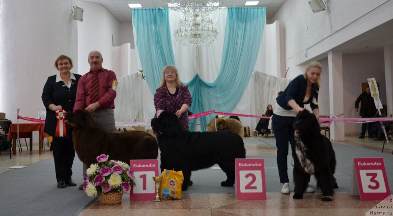 Фото: ньюфаундленд Hanni dlya Vyatskikh Medvedey (Ханни для Вятских Медведей), ньюфаундленд Nikita Bogatyr Imperii (Никита Богатырь Империи)