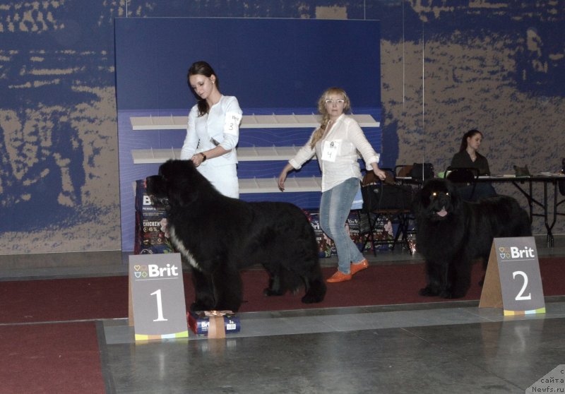 Фото: ньюфаундленд Cristalmar Mixed Emotion at Ursinus Velutus