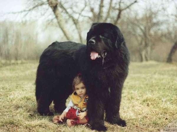 Фото: ньюфаундленд Dag v. Elbdeich
