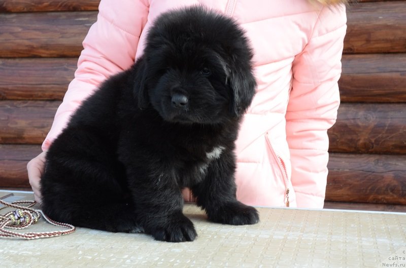 Фотография № 242002