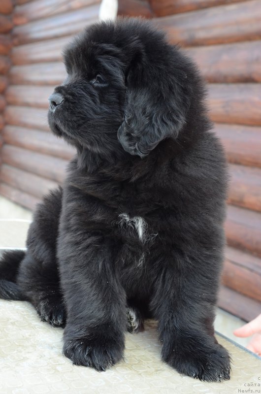 Фото: Терра Виктория Орхид Блэк Баттерфляй