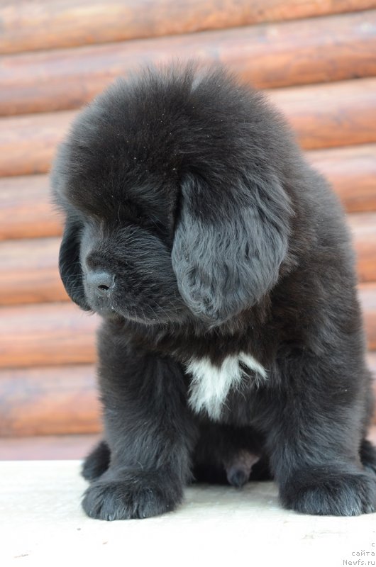 Фото: Терра Виктория О.. коричневая лента кобель