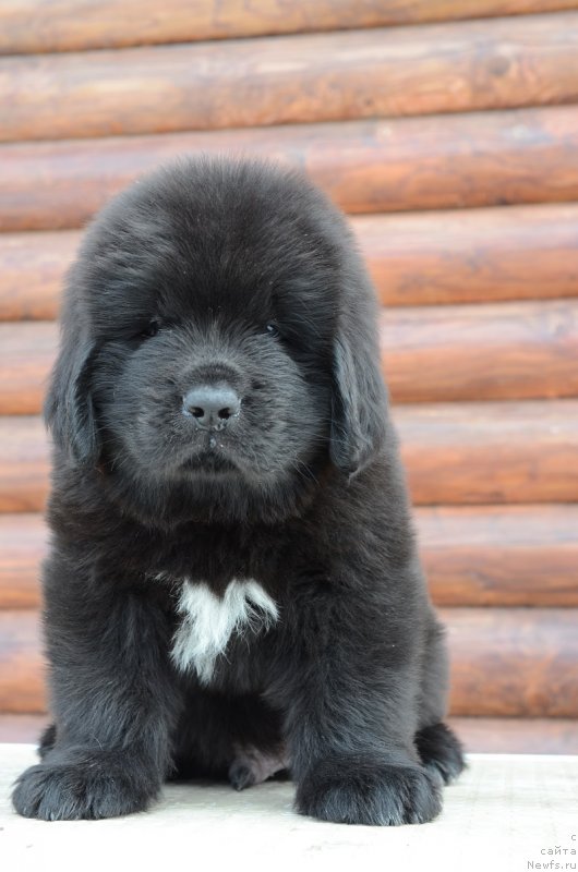 Фото: Терра Виктория О.. коричневая лента кобель