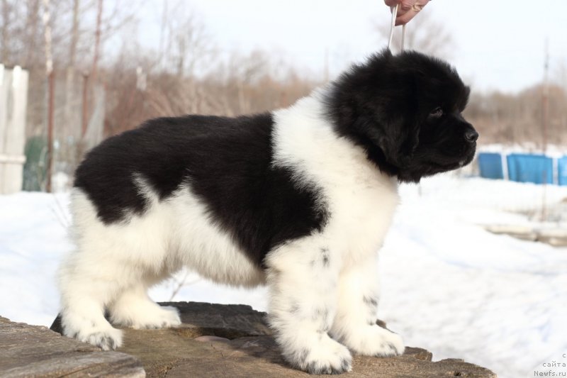 Фото: ньюфаундленд Super Bizon Malina (Супер Бизон Малина)