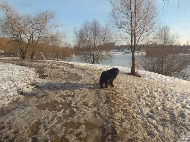 Фото: ньюфаундленд Donats Prayd Bonni Tayler (Донатс Прайд Бонни Тайлер)