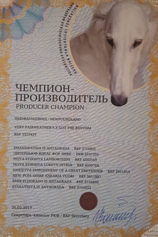 Фото: ньюфаундленд Very Fairweathers X'Got The Rhythm