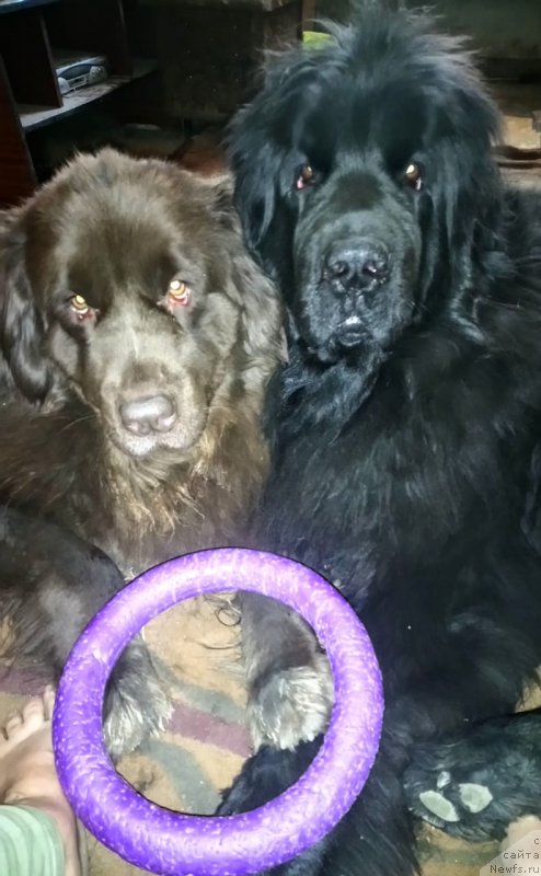 Фотография № 242023