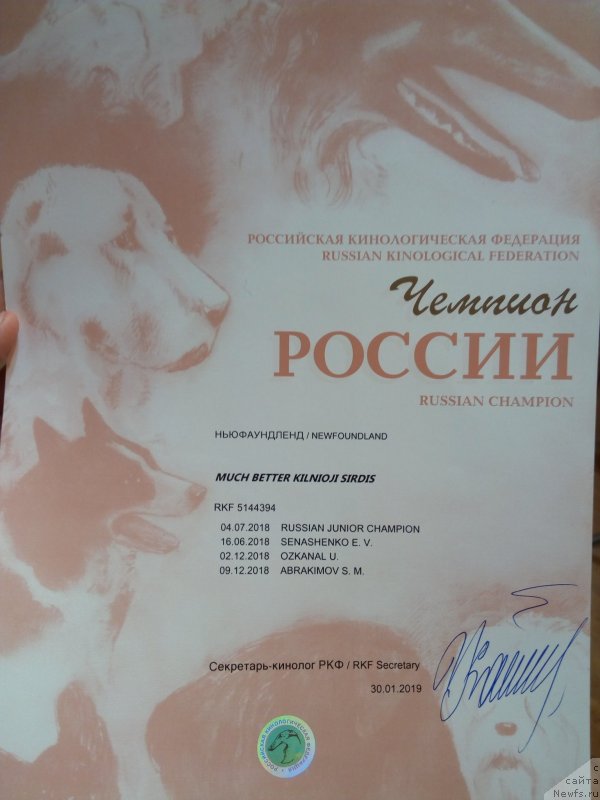 Фото: ньюфаундленд Much Better Kilnioji Sirdis