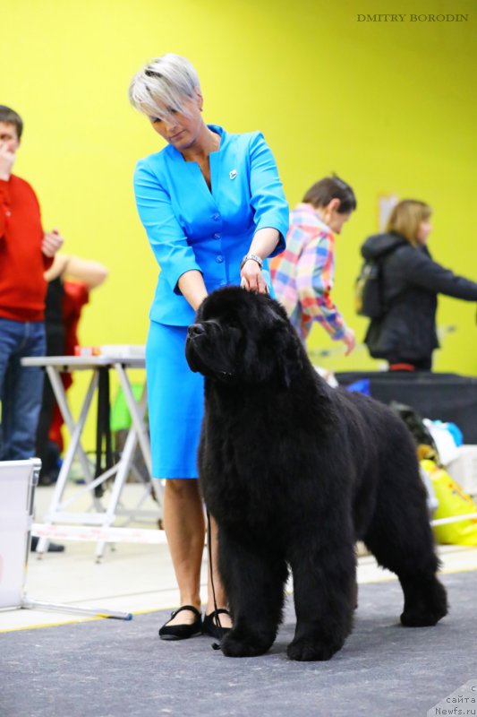 Фото: ньюфаундленд Much Better Kilnioji Sirdis