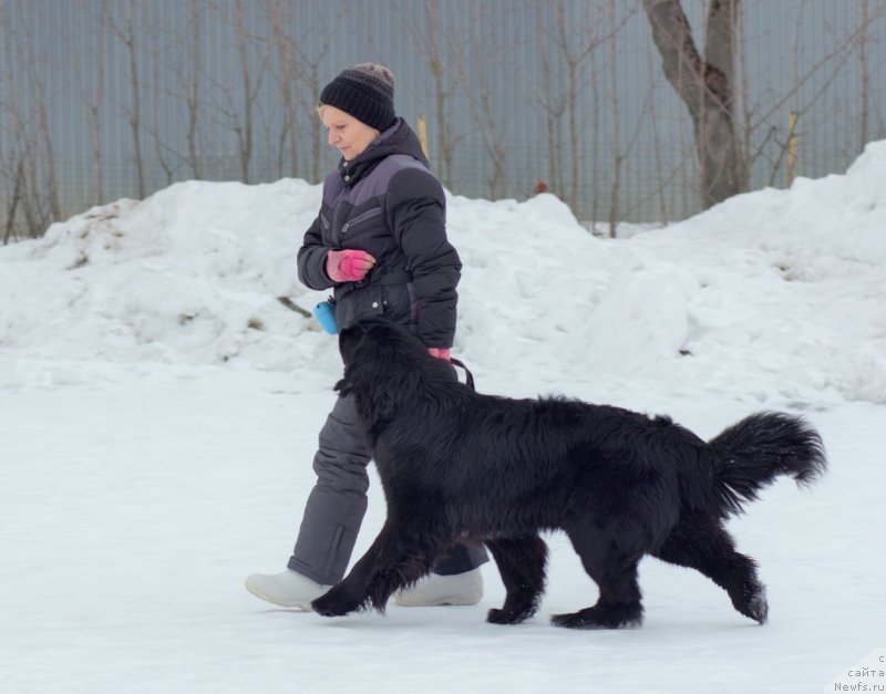 Фото: ньюфаундленд Alis Blues Perfect Panda (Элис Блюз Перфект Панда), Elena Rozanova (Елена Розанова)