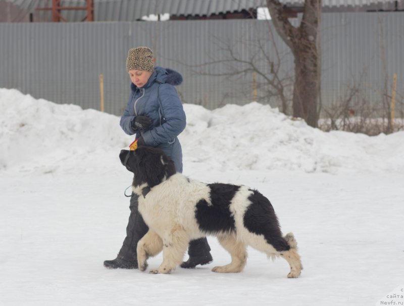 Фото: ньюфаундленд May Frend N'yufi Vula Velikolepnaya (Май Френд Ньюфи Вула Великолепная), Ol'ga Malyihina (Ольга Малыхина)