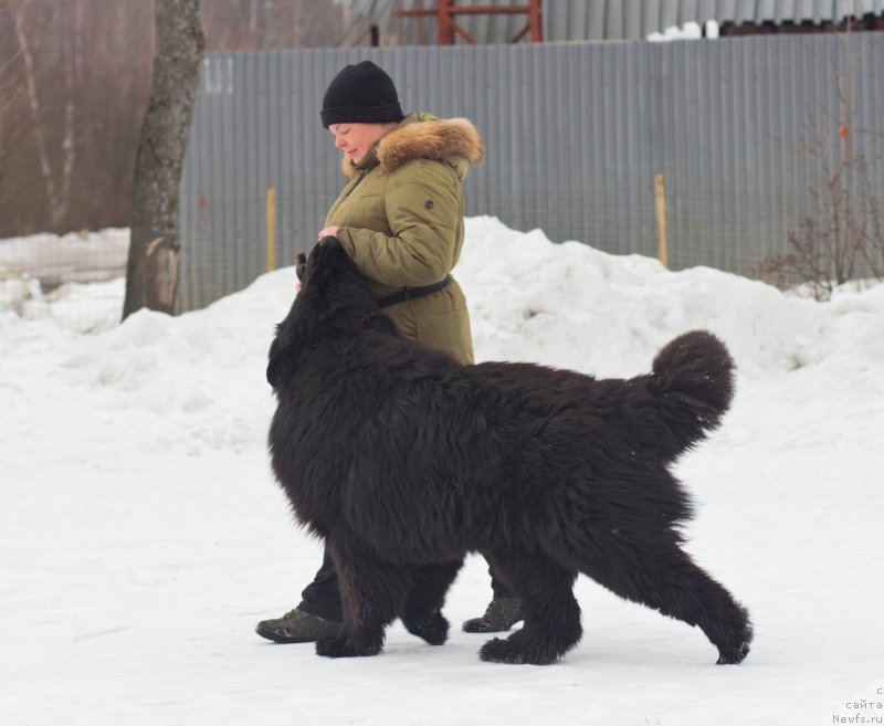 Фото: ньюфаундленд Darkflayt Maksimilian (Даркфлайт Максимилиан)