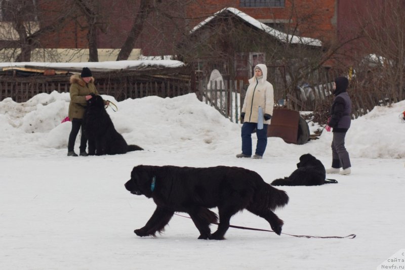 Фото: ньюфаундленд May Frend Newfy Lavender Palm (Май Френд Ньюфи Лавендэ Палм)