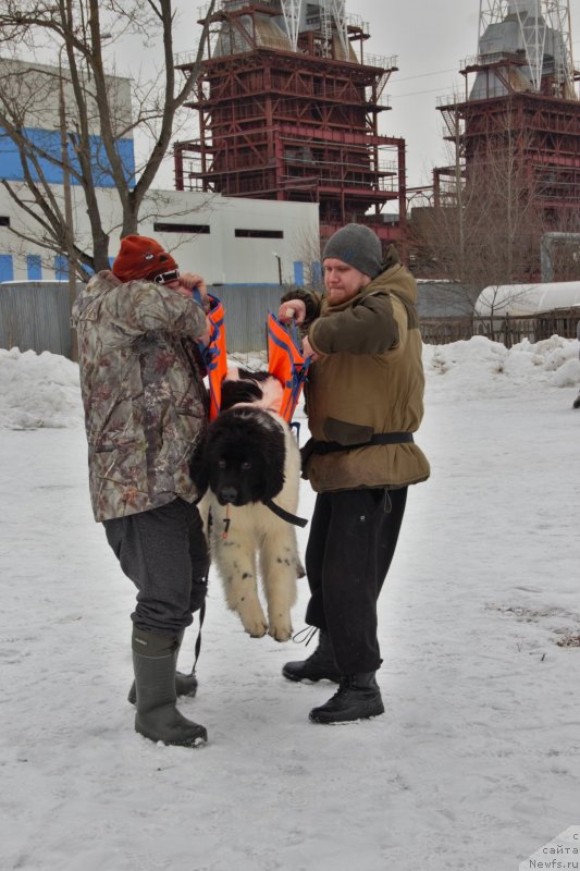 Фото: ньюфаундленд May Frend N'yufi Vula Velikolepnaya (Май Френд Ньюфи Вула Великолепная)