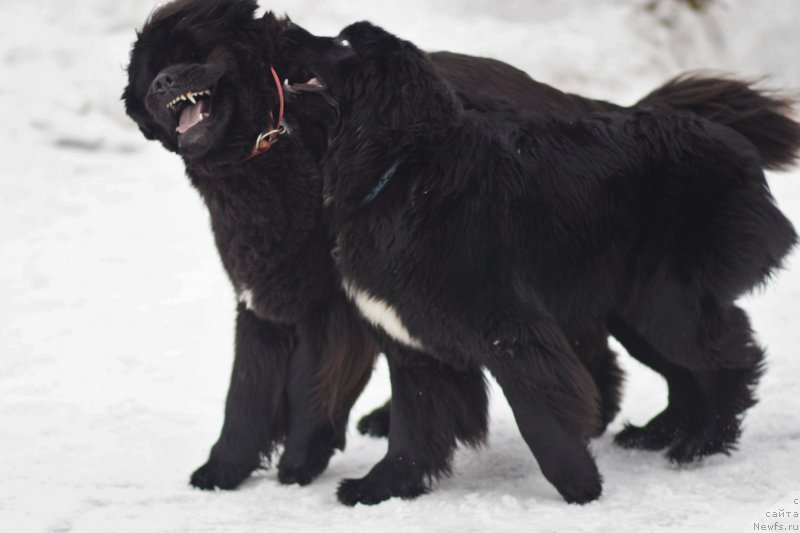 Фото: ньюфаундленд Njufort Amanda Blum (Ньюфорт Аманда Блум), ньюфаундленд Alis Blues Perfect Panda (Элис Блюз Перфект Панда)