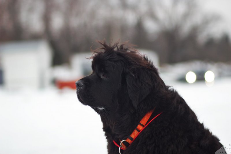 Фото: ньюфаундленд Njufort Amanda Blum (Ньюфорт Аманда Блум)