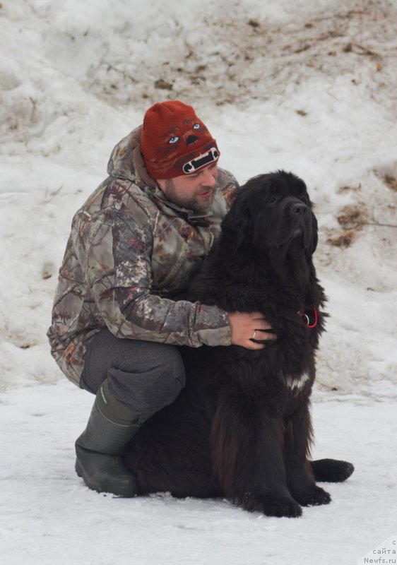 Фото: ньюфаундленд Njufort Amanda Blum (Ньюфорт Аманда Блум)