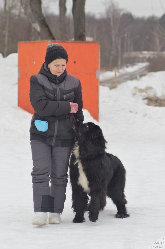 Фото: ньюфаундленд Alis Blues Perfect Panda (Элис Блюз Перфект Панда)