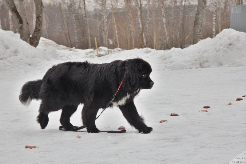 Фото: ньюфаундленд Alis Blues Perfect Panda (Элис Блюз Перфект Панда)