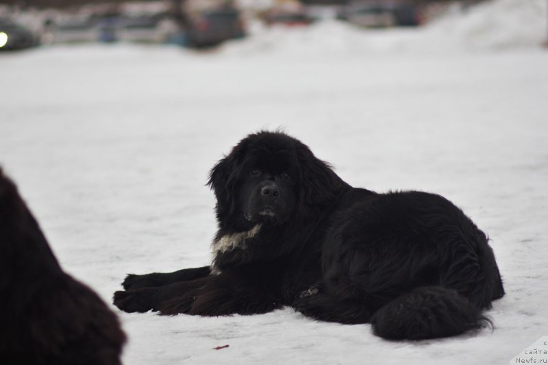 Фото: ньюфаундленд Alis Blues Perfect Panda (Элис Блюз Перфект Панда)