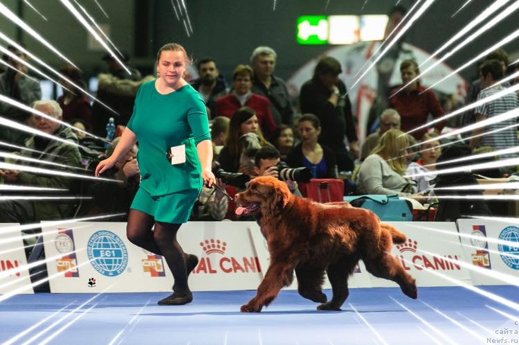 Фото: ньюфаундленд N'yufort Oveyshen Goldi Knayt (Ньюфорт Овейшен Голди Кнайт)