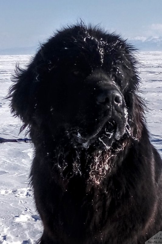 Фото: ньюфаундленд Cintiya iz Plemeni Kedra (Цинтия из Племени Кедра)
