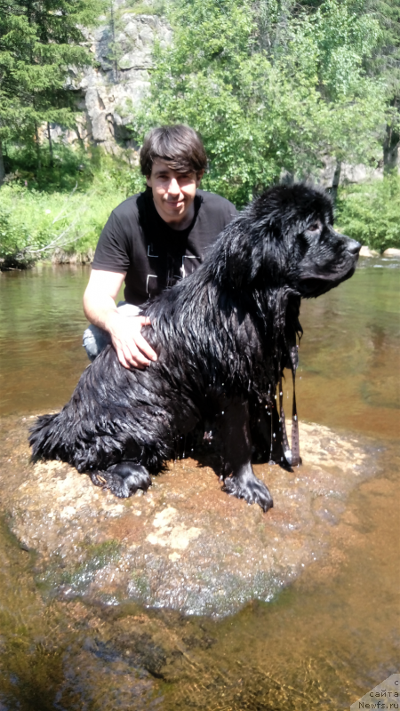 Фото: Artem Atoyan (Артем Атоян), ньюфаундленд Cintiya iz Plemeni Kedra (Цинтия из Племени Кедра)