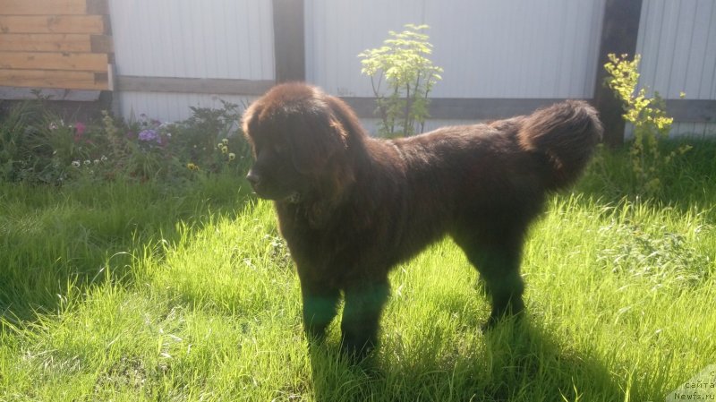 Фото: ньюфаундленд Cintiya iz Plemeni Kedra (Цинтия из Племени Кедра)