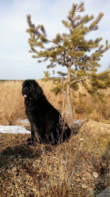Фото: ньюфаундленд Cintiya iz Plemeni Kedra (Цинтия из Племени Кедра)