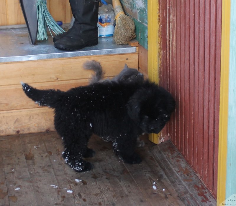 Фото: ньюфаундленд Zevs ot Karel'skih Medvedey (Зевс от Карельских Медведей)