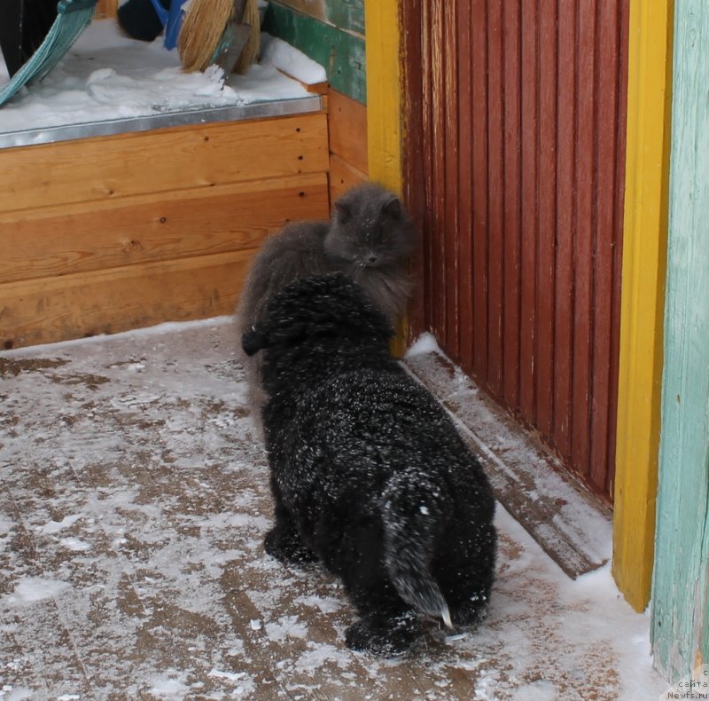 Фото: ньюфаундленд Zevs ot Karel'skih Medvedey (Зевс от Карельских Медведей)