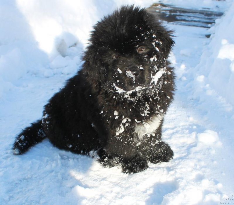 Фото: ньюфаундленд Zevs ot Karel'skih Medvedey (Зевс от Карельских Медведей)