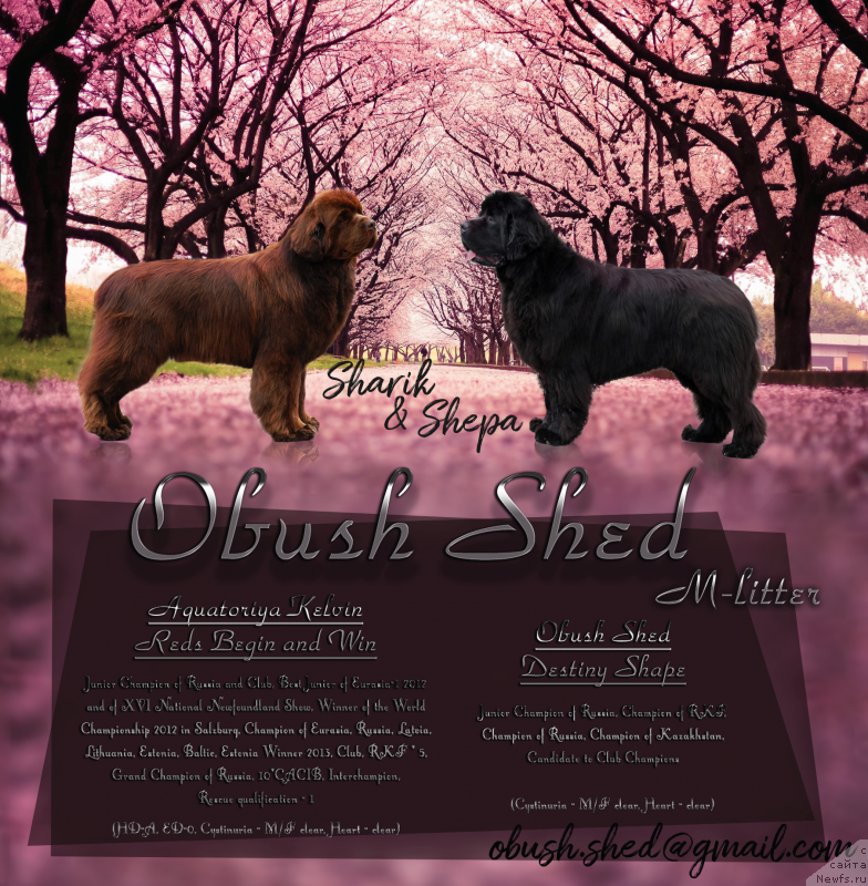 Фото: ньюфаундленд Aquatoriya Kelvin Reds Begin and Win (Акватория Келвин Редс Бегин энд Вин), ньюфаундленд Obush Shed Destiny Shape (Обуш Шед Дестини Шейп)