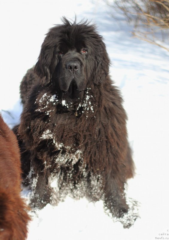 Фото: ньюфаундленд Obush Shed Destiny Shape (Обуш Шед Дестини Шейп)