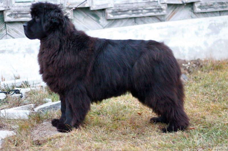 Фото: ньюфаундленд Obush Shed Destiny Shape (Обуш Шед Дестини Шейп)