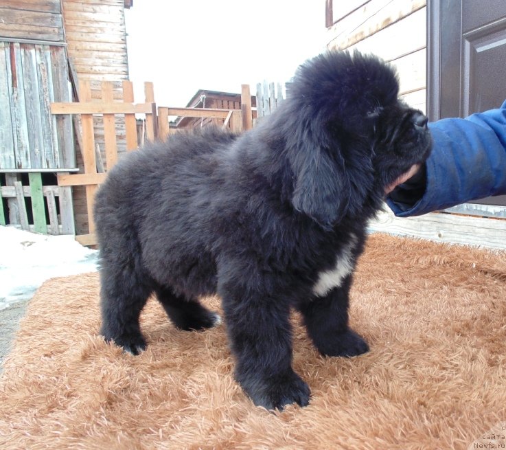 Фото: ньюфаундленд Zena ot Karel'skih Medvedey (Зена от Карельских Медведей)