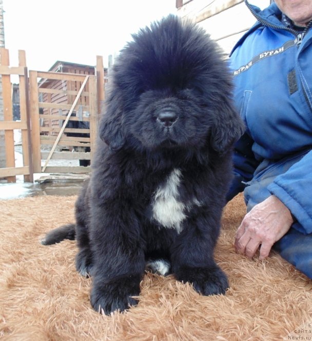 Фото: ньюфаундленд Zena ot Karel'skih Medvedey (Зена от Карельских Медведей)
