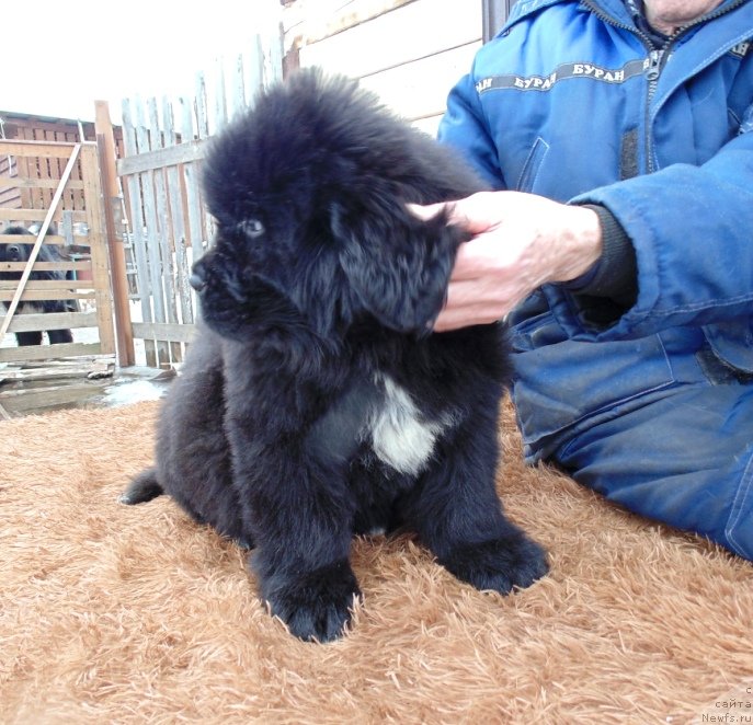 Фото: ньюфаундленд Zena ot Karel'skih Medvedey (Зена от Карельских Медведей)