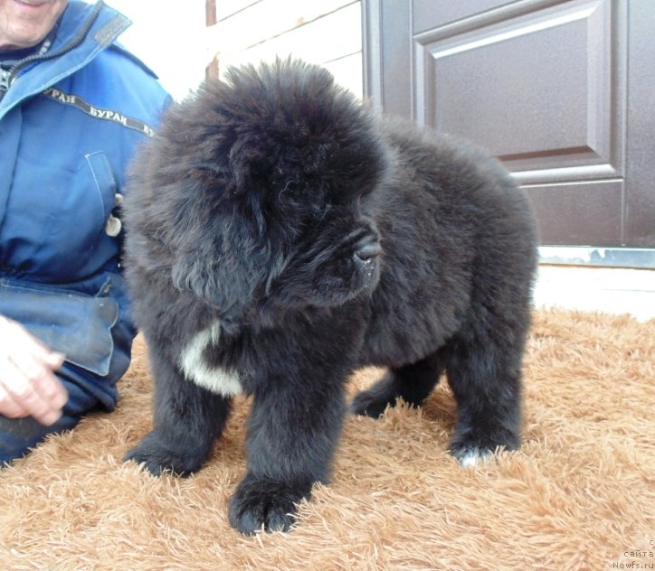 Фото: ньюфаундленд Zena ot Karel'skih Medvedey (Зена от Карельских Медведей)